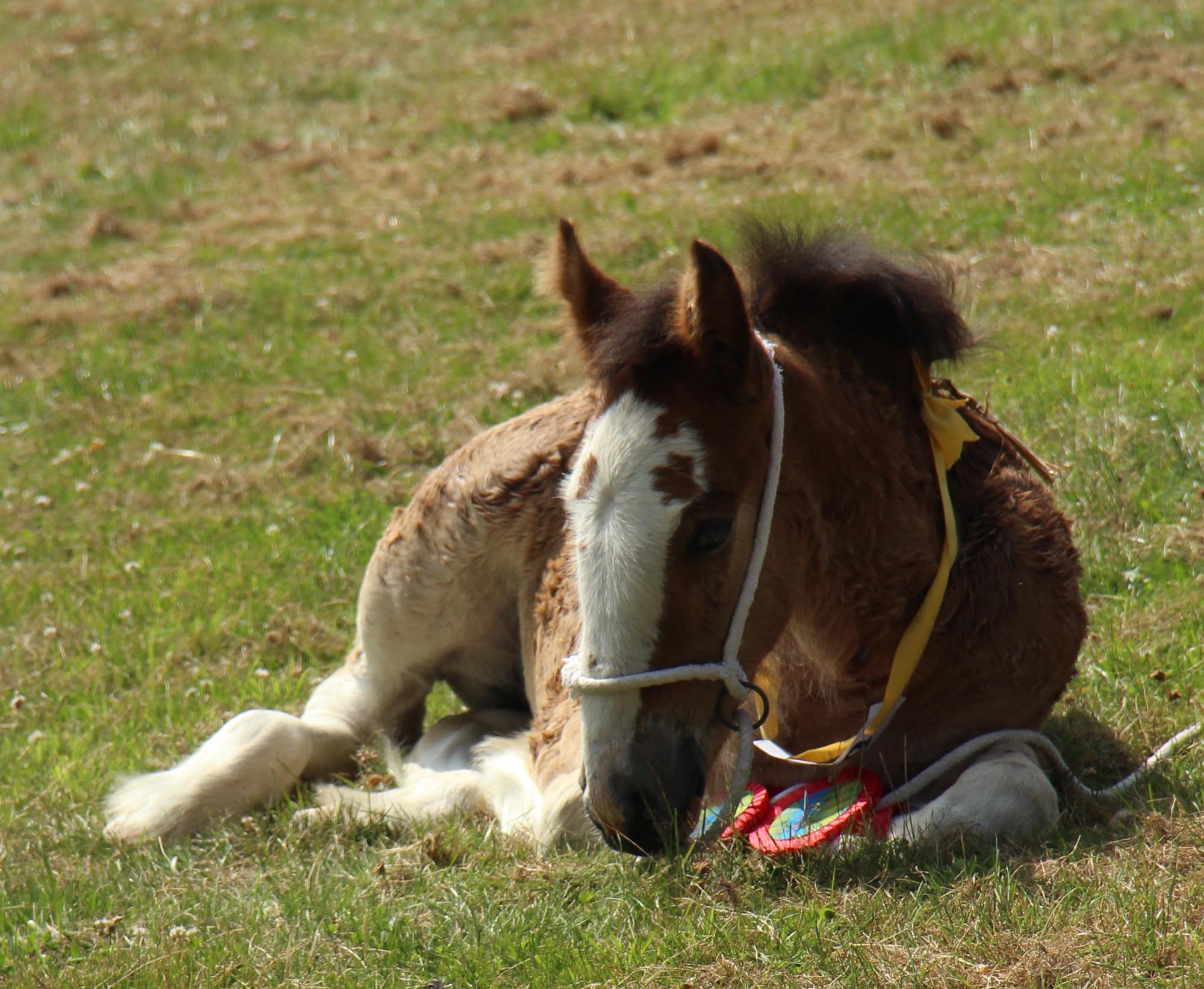 Adorable shire foal first time out